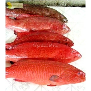 

Ikan Kerapu Lodi Segar Ikan Kerapu Merah 1Kg