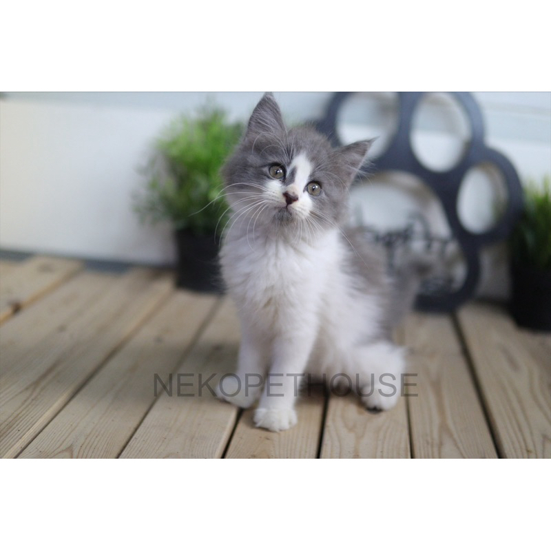 Kucing Persia Longhair Kitten Anak Kucing