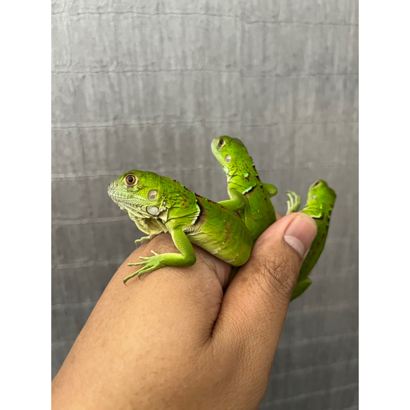 Baby Green Iguana