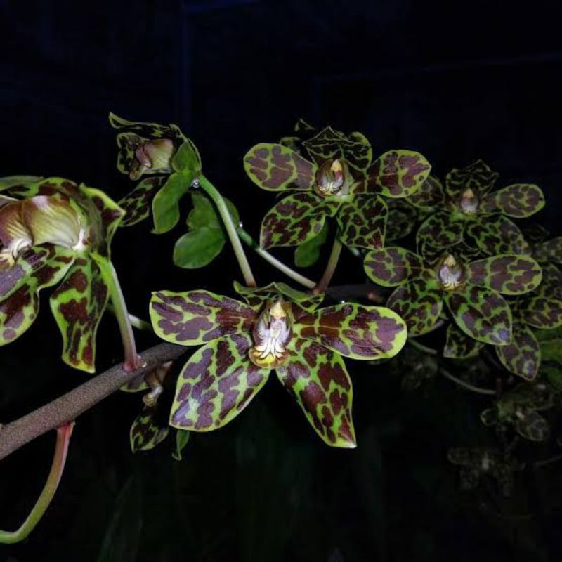 Anggrek grammatophyllum widarakandang kondisi dewasa