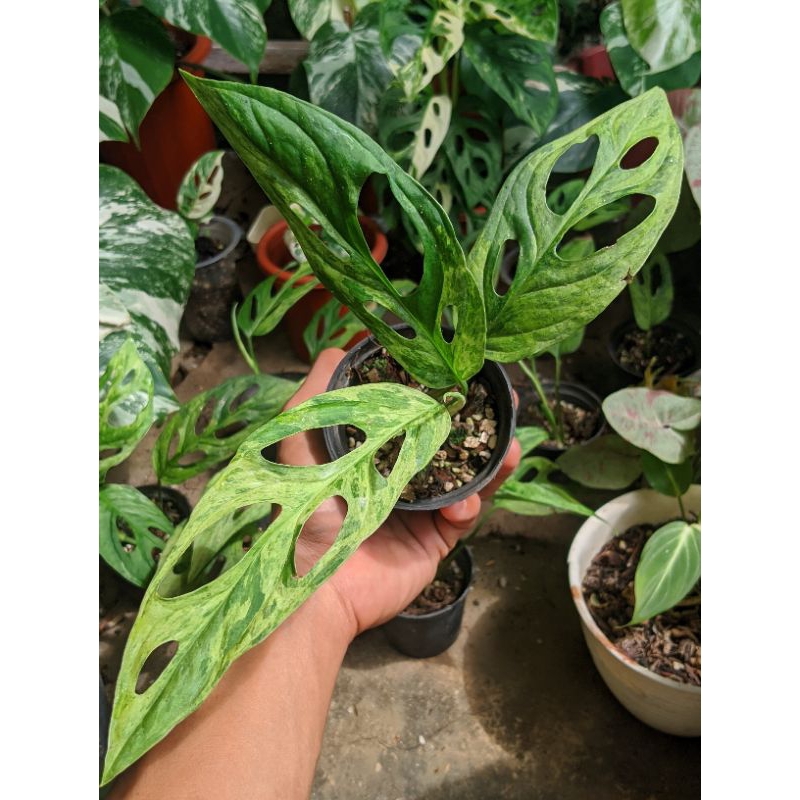 Monstera Adansonii Lokal Variegata (Janda Bolong Lokal Variegata)