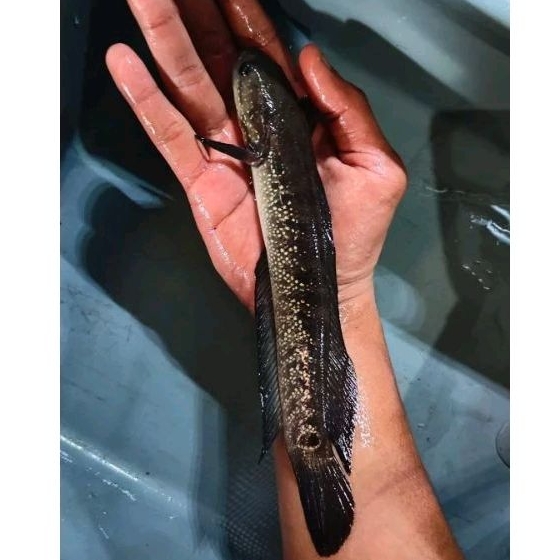 Exofish Asiatica WS Jumbo Motif Cantik 15-25Cm