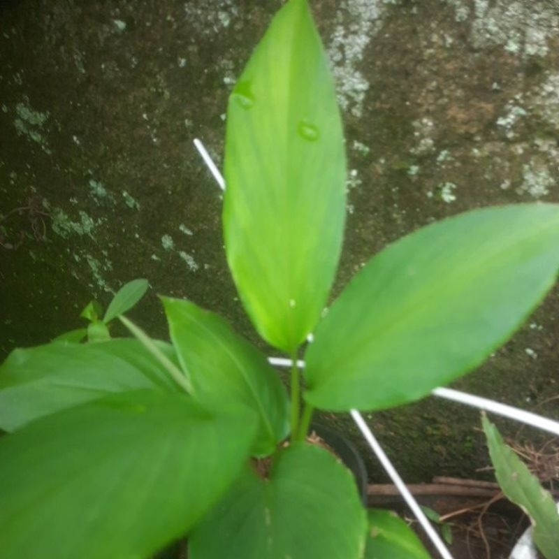 bibit tanaman temu mangga
