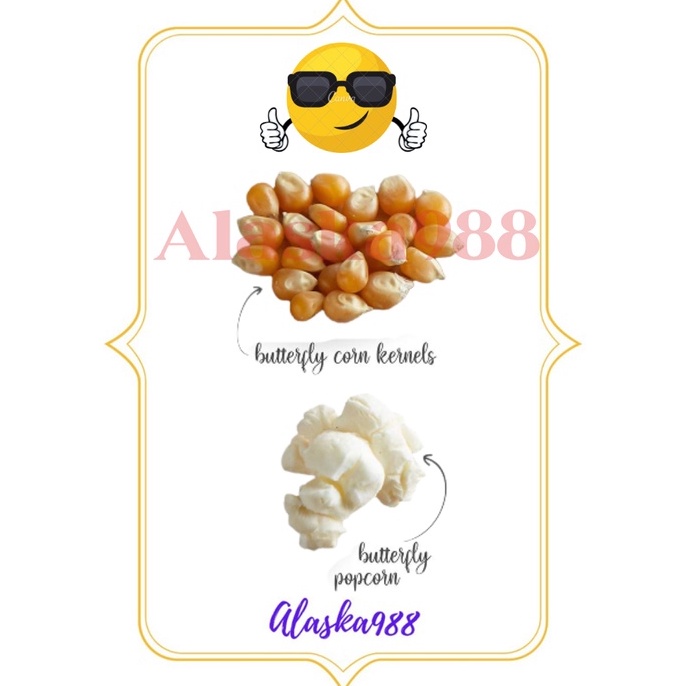 

[✱L98(] Biji Jagung Popcorn Butterfly USA / Repack 1 KG For sale