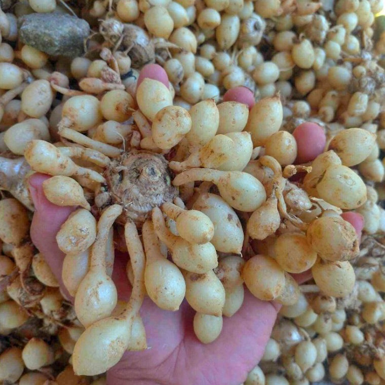 

Best S3ller KUNYIT PUTIH/KUNCI PEPET/TEMU GOMBYOK ..,....SEGAR 1kg Elewen