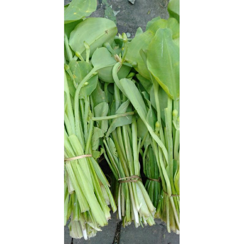 

Sayur Genjer Kenjer segar perikat