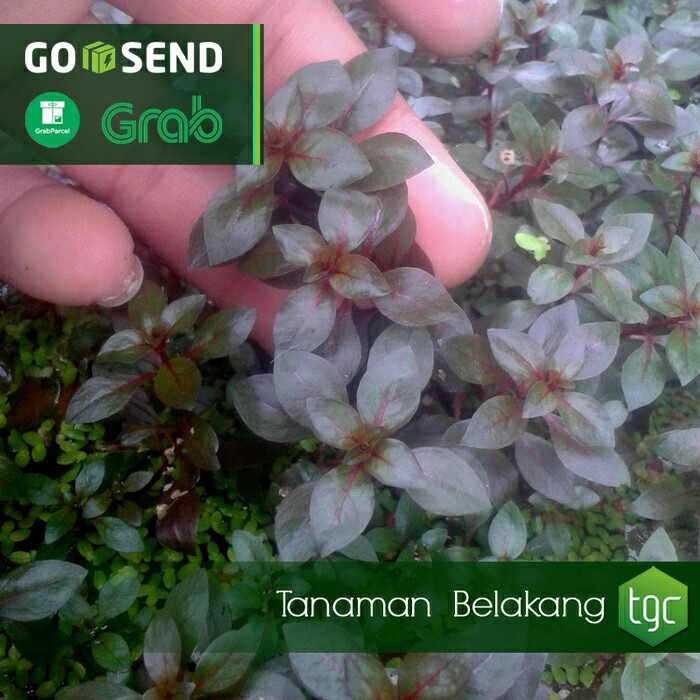 Ludwigia sp. Red - Emersed