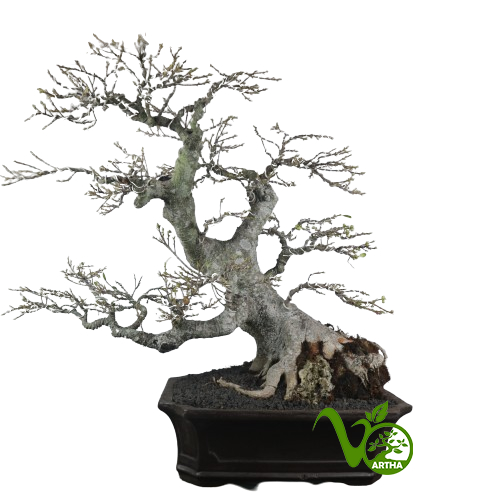 Bonsai Ficus Kimeng 01