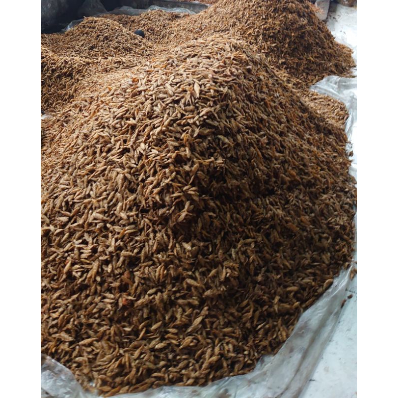 

Kripik Cetul crispy 1kg/Ikan Cetul [Khas Rawa Pening]