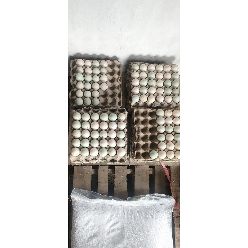 

telur fertil, penetasan bibit, Eggoo!