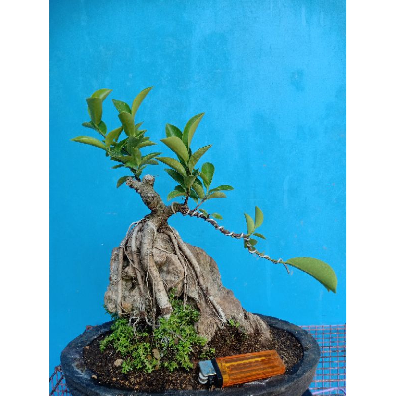 Bahan Bonsai Mame Beringin Iprik OTR