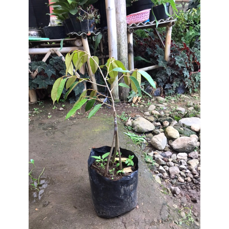 bibit pohon durian monthong kaki 3 okulasi