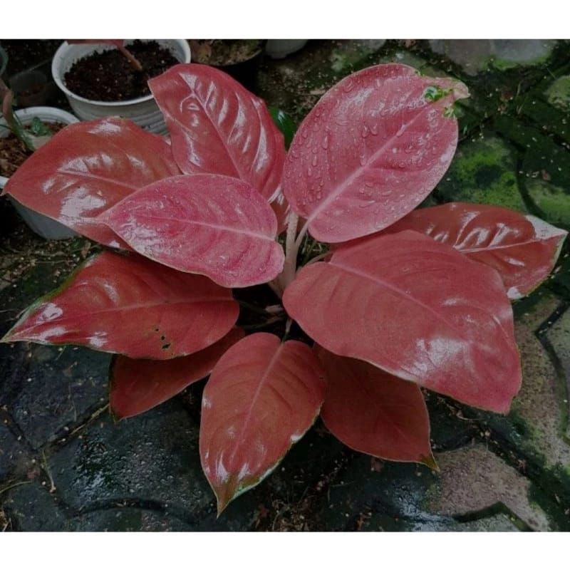 big sale promo Aglonema red Cheri bibit siap tumbuh