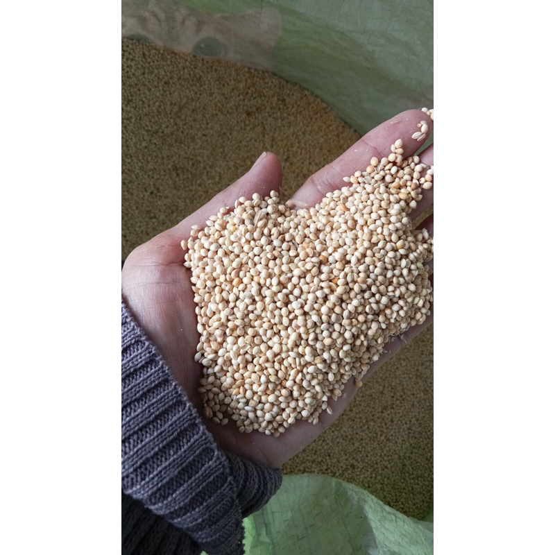 PAKAN BURUNG MILET PUTIH KILOAN