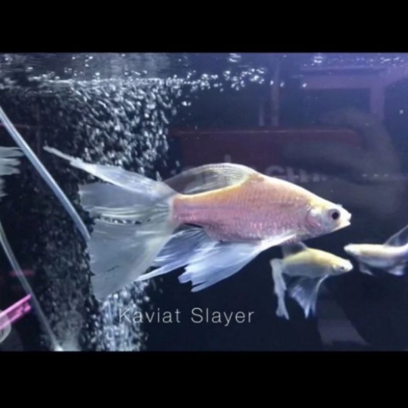 Kaviat sleyer replika aquarium size 8-10cm