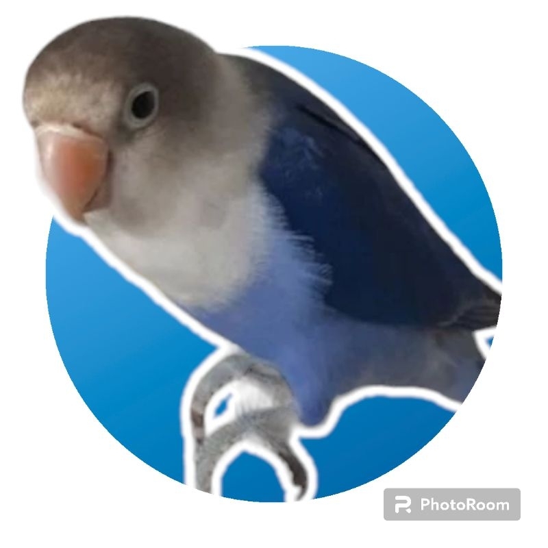 Lovebird Violet