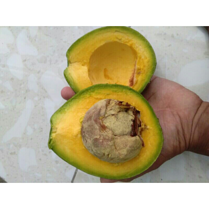 

Buah Alpukat Miki 1Kg (ASLI)