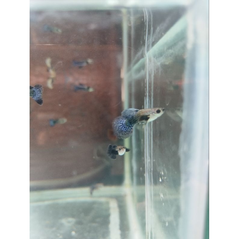 

kardus Guppy purple
