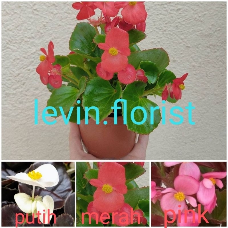 Begonia semperflorens / bunga pink putih merah tidak tumpuk / bibit tanaman hias bunga