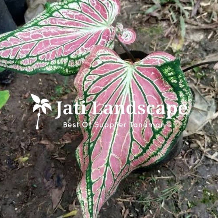 Hadiah untuk Pembelian Pema Anda Alokasi pink rose/keladi wayang/caladium wayang ⇌