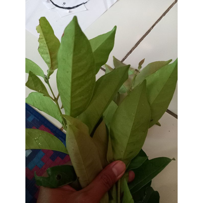 

Daun Salam Masakan