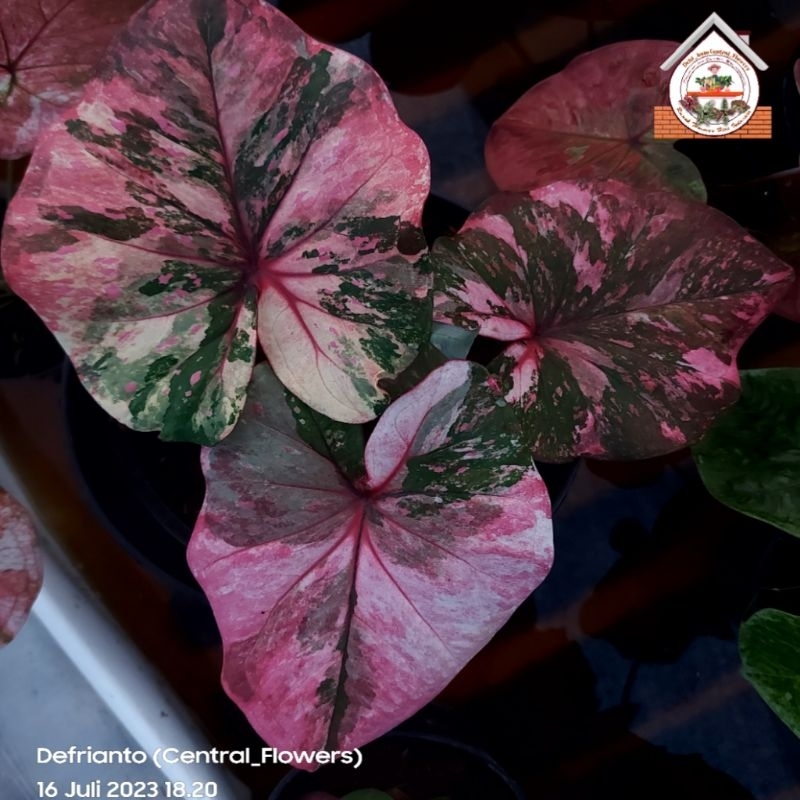 Bibit  Keladi /  anakan Caladium "MUANG NON CITY"  koleksian - keladi hias hybrid / Keladi  Thailand