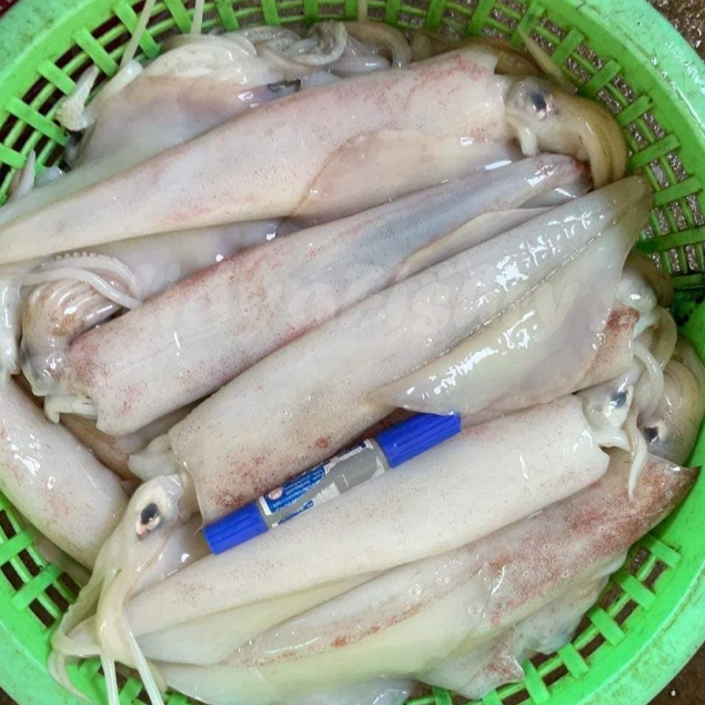 

Cumi Bangka Segar Cumi Bangka Jumbo 1Kg