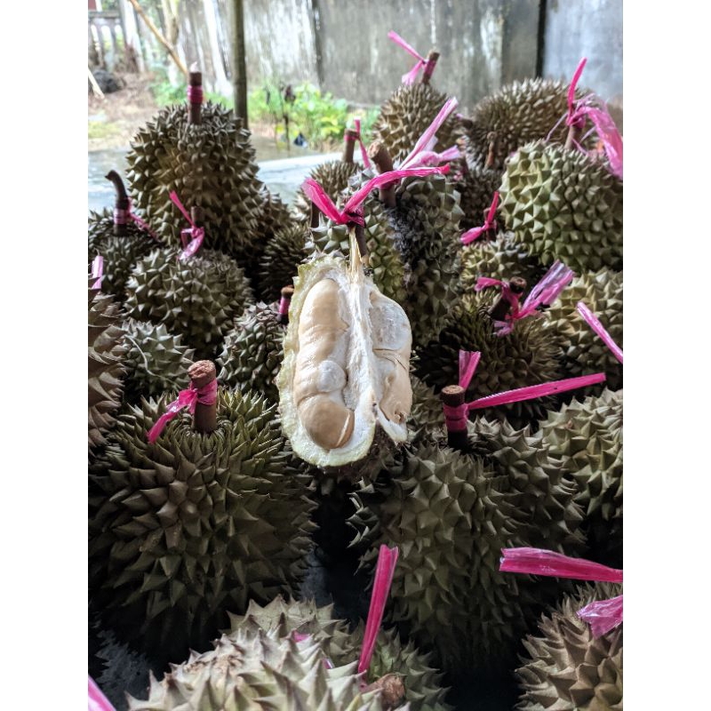 

durian lokal