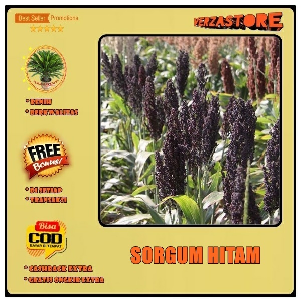 Biji/Benih/Bibit Sorgum Jagung Cantel Hitam /50 Biji