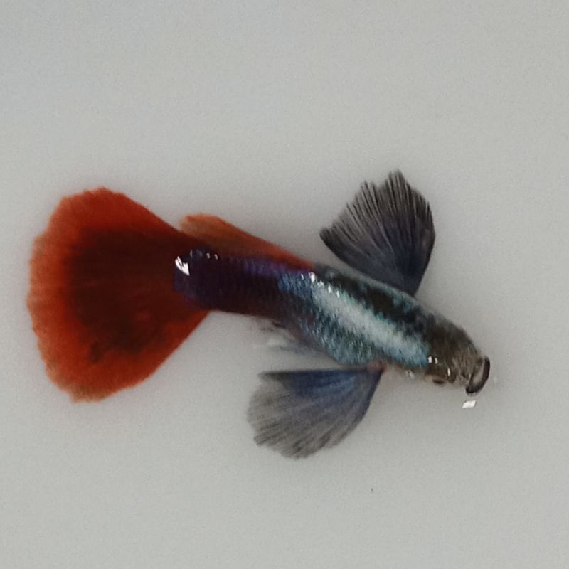 

packing kardus prtbe sepasang