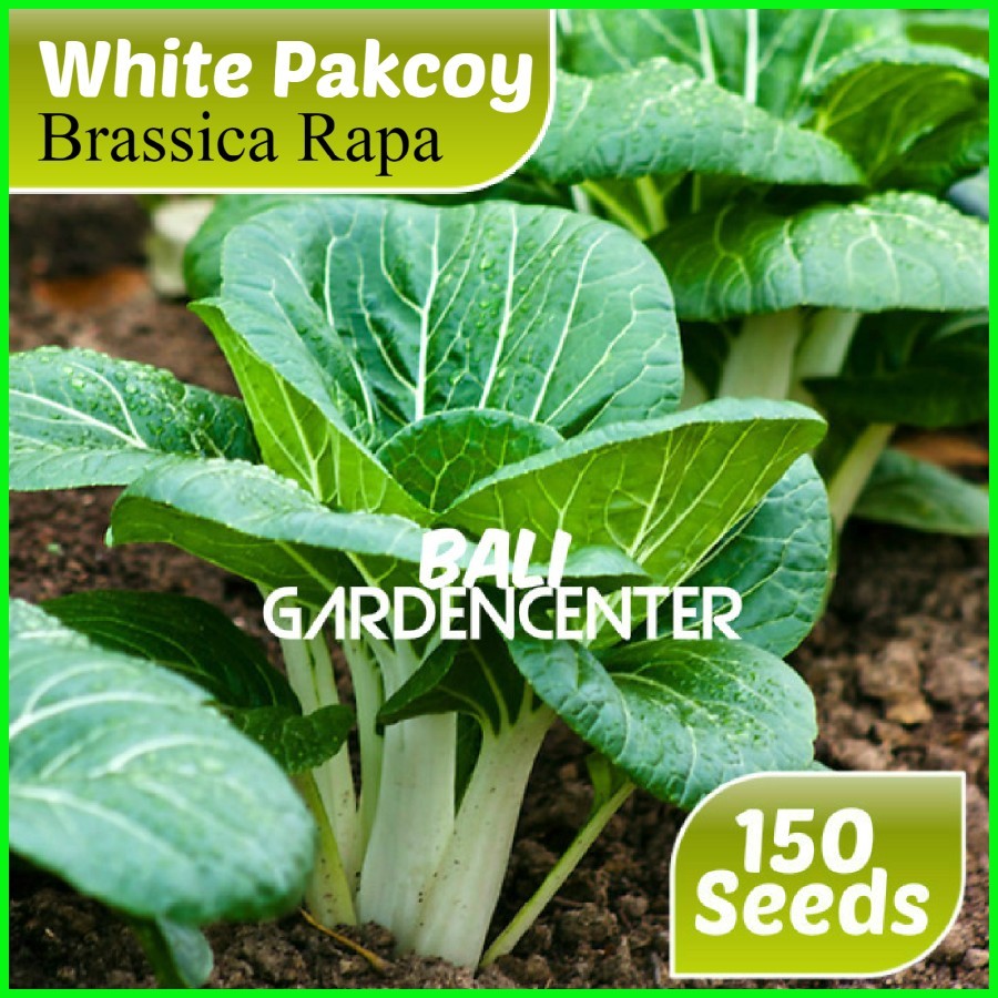 Isi 150 Benih Biji Pakcoy Putih - White Pakcoy