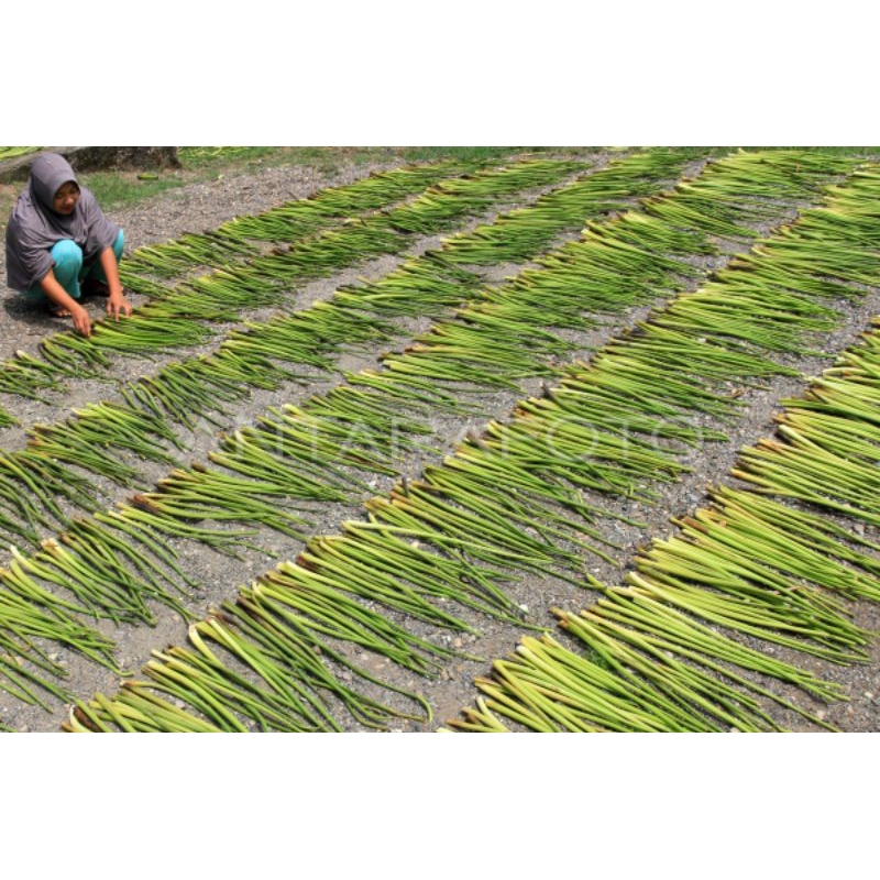 BATANG ECENG GONDOK / eceng gondok besar alami/1 KG an eceng gondok batangan/ECENG GONDOK KILOAN