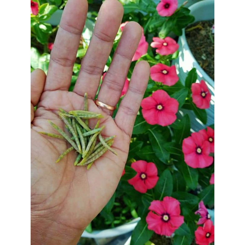 BIJI BUNGA VINCA/BENIH/FRESH SEED/IMPORT