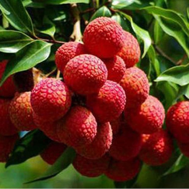 Leci Madu dan merah Batang Super Mudah Berbuah