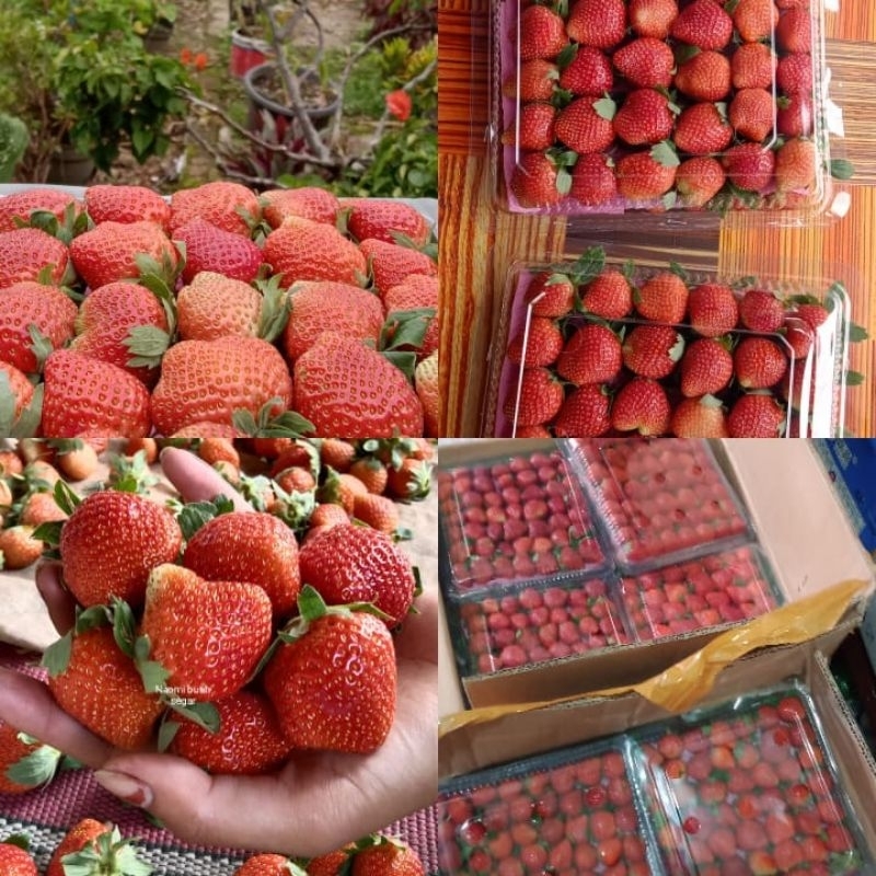 

STRAWBERRY FRESH 1KG