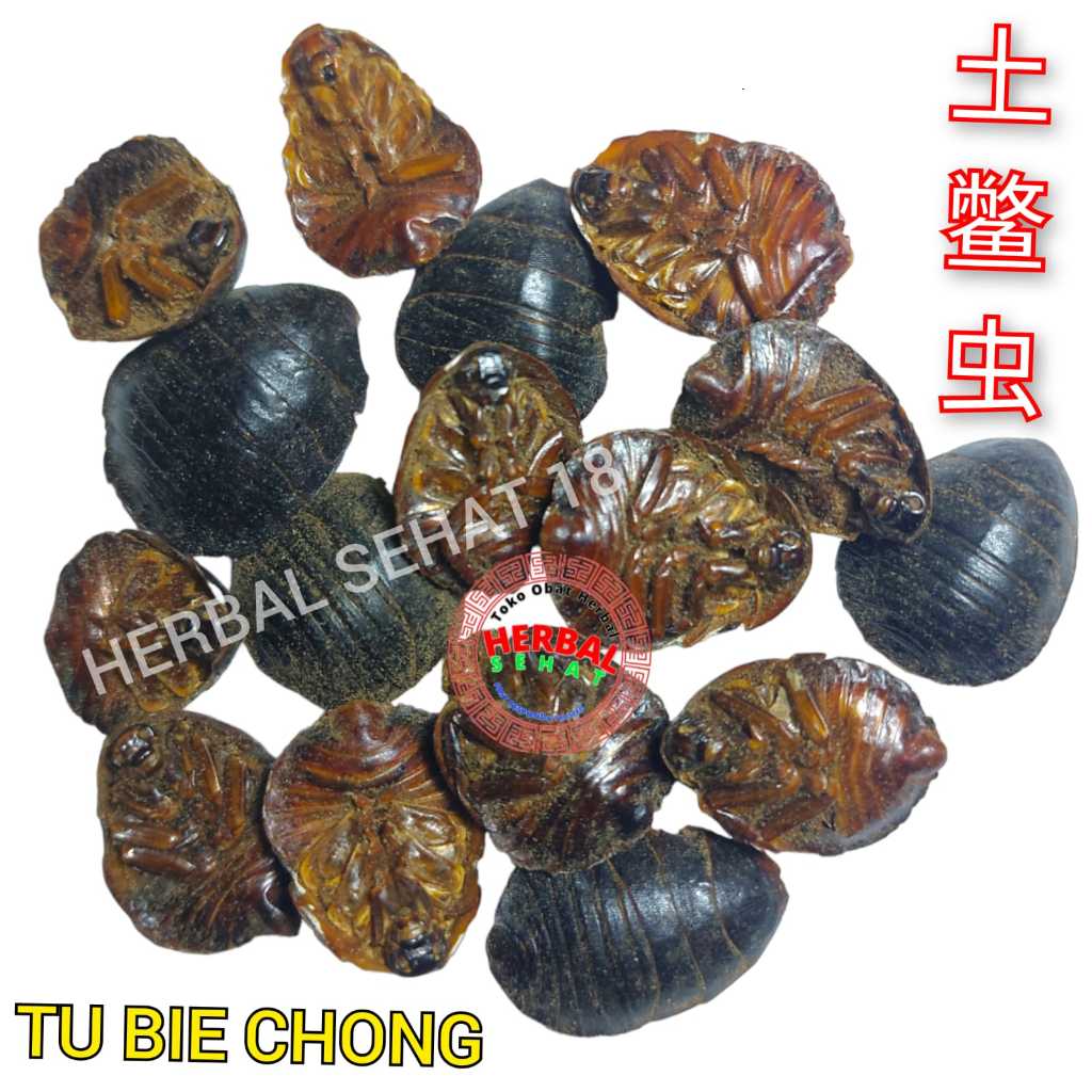 

Tu Bie Chong 50g EUPOLYPHAGA STELEOPHAGA WINGLESS COCKROACH GROUND BEETLE