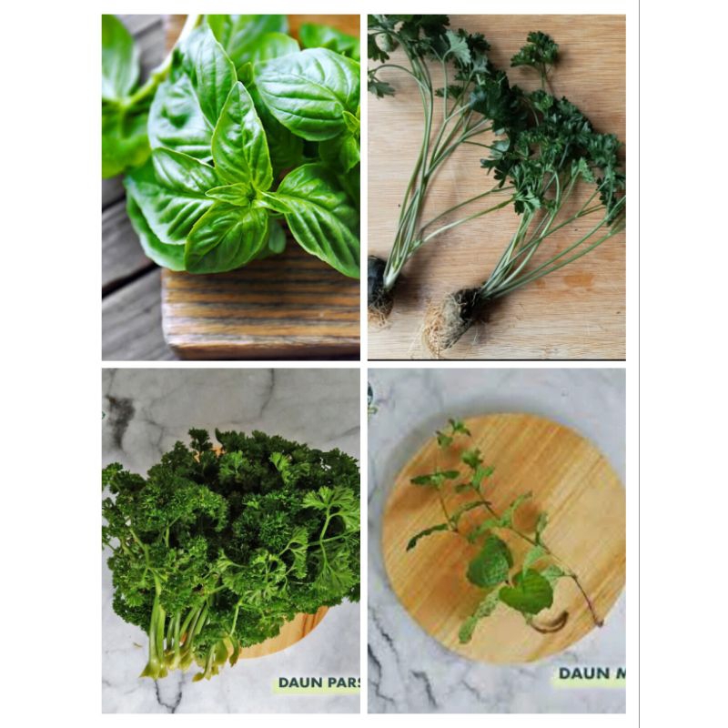 

Daun Mint | Curly Parsley peterseli | Daun Basil | Italian Parsley