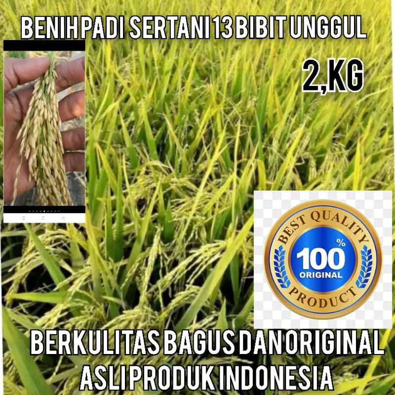 Benih Padi Unggul Sertani 13