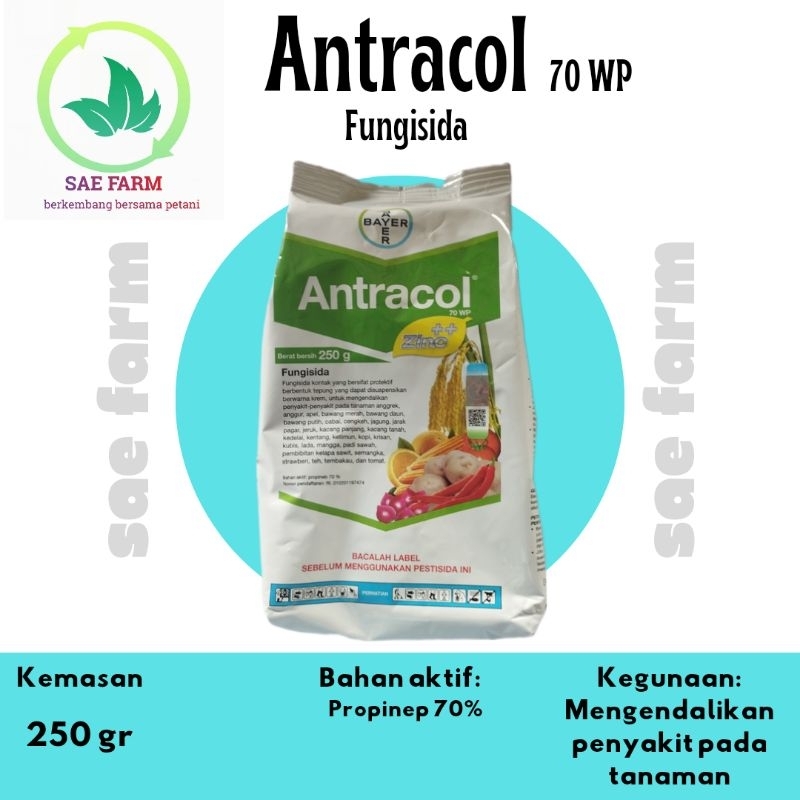 Antracol 250 gr fungisida dgn bahan aktif propinep 70%