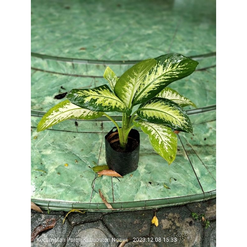 Aglonema Sri Rejeki / Diven size Besar
