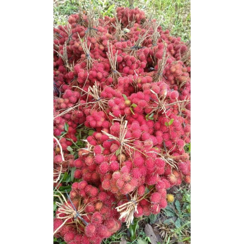 

Rambutan aceh