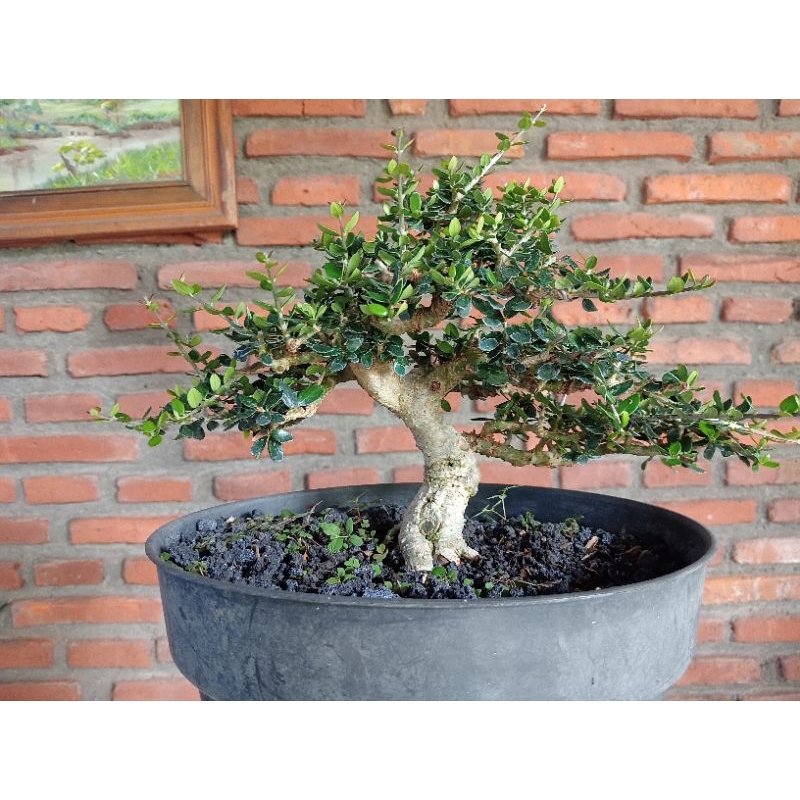 bonsai 4 pohon dolar mirten mikro