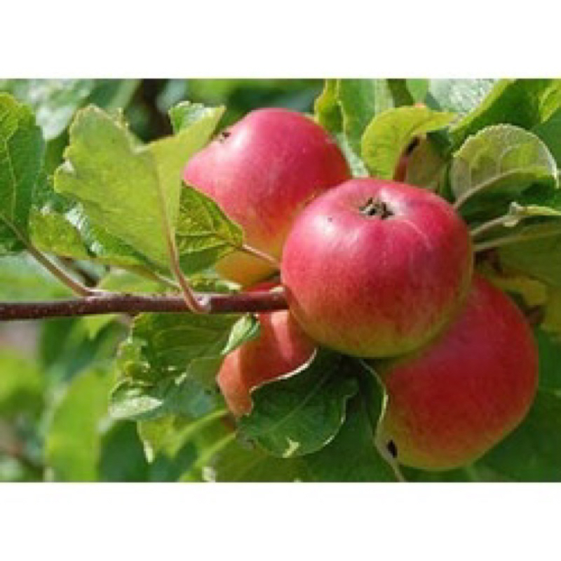 bibit apel fuji cangkok batang besar