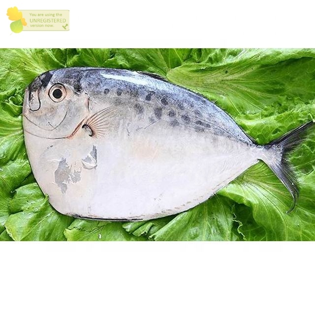 

Ikan Etem Segar Ikan Semar 1Kg