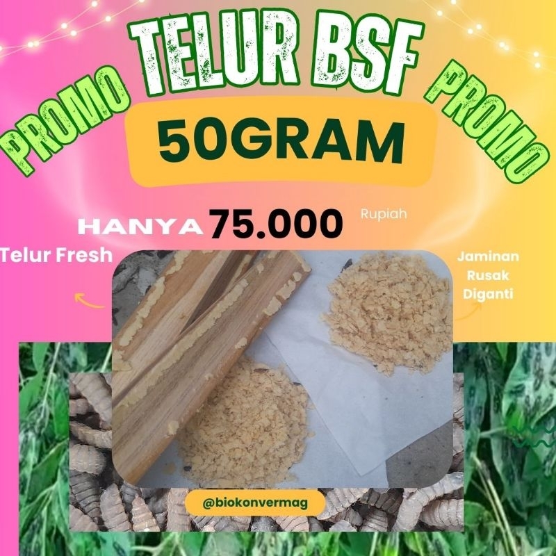 Telur Maggot BSF PROMO 50GRAM