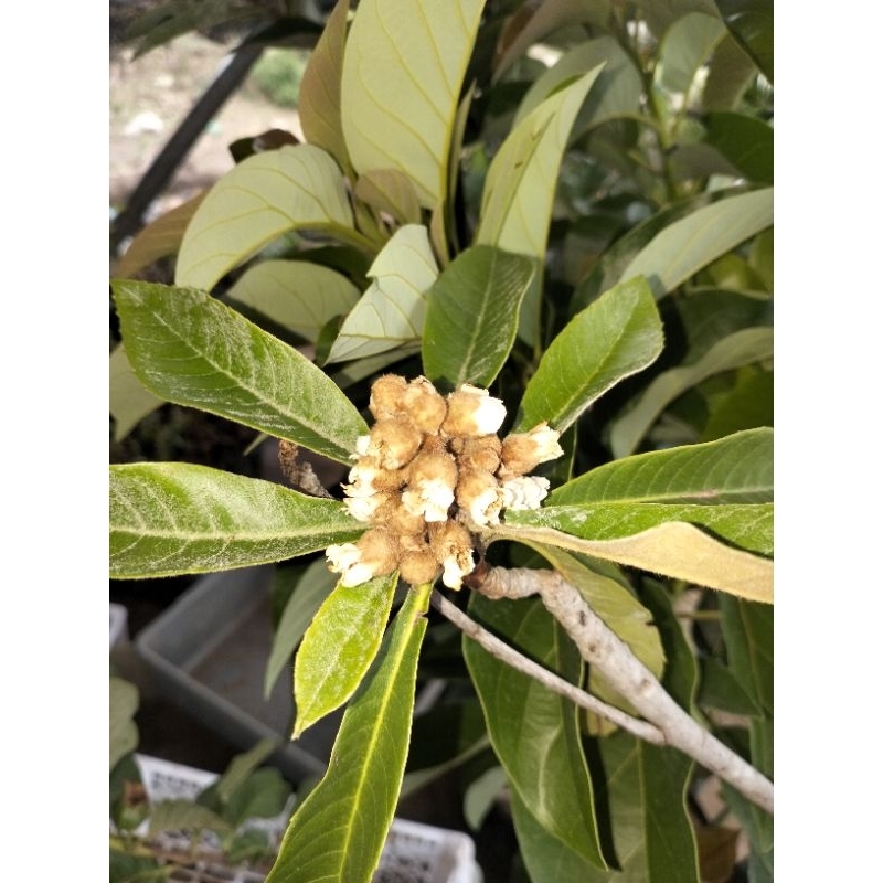 Bibit Leci Kuning Berbuah