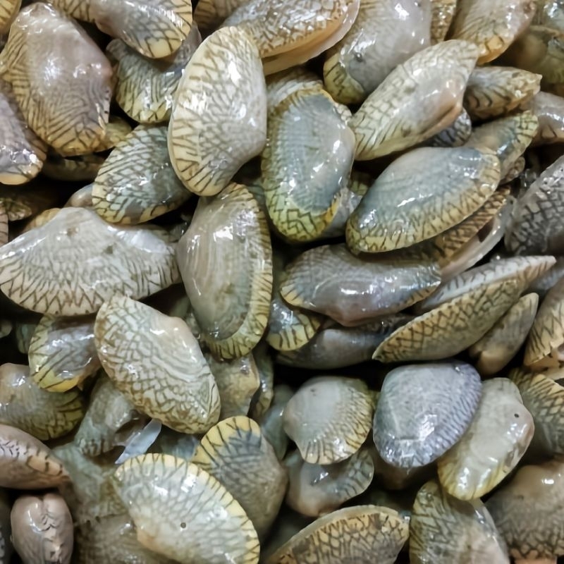 

KERANG BATIK FRESH - KERANG BATIK