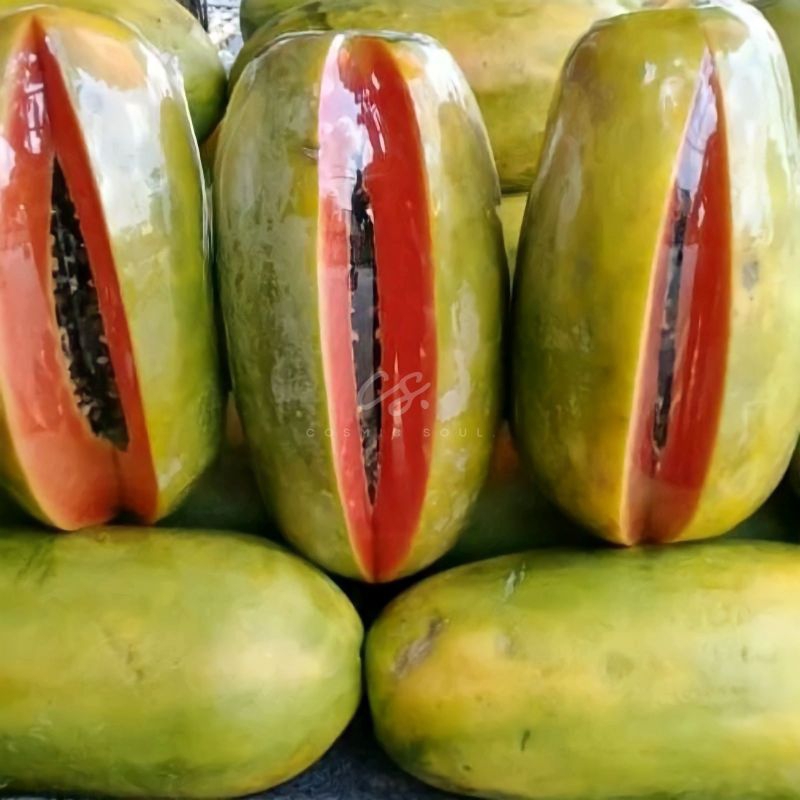 

[CosmicSoul] BUAH PEPAYA CALIFORNIA SUPER