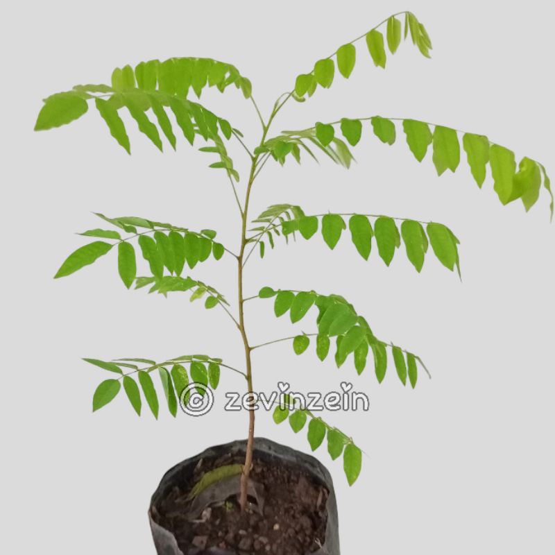 

Bibit Belimbing Wuluh / Belimbing Sayur