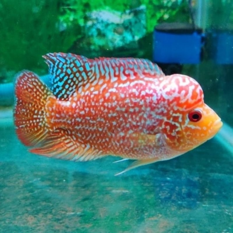 baju baby Gb golden base original lohan import